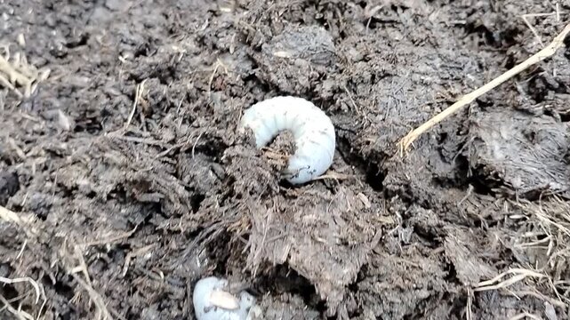Close-up of white beetle grubs (scarab larvae) in organic compost soil. Detailed macro view of insect larvae living in decomposing organic matter, ideal for agriculture, entomology, pest control, soil