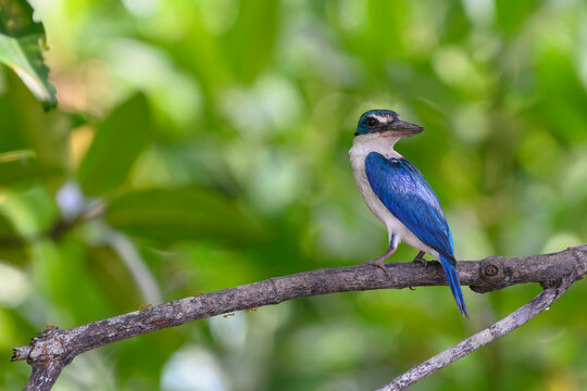 Collared Kingfisher on the branch and look back