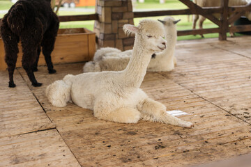 Fototapeta premium alpaca resting in its cot