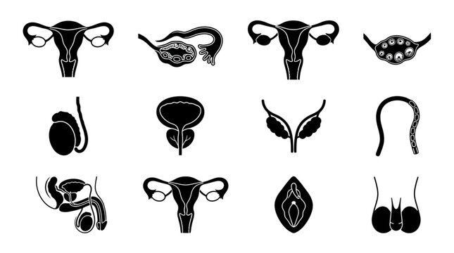 Human male and female reproductive system organs set icons