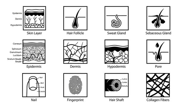 Human skin anatomy and integumentary system icon set