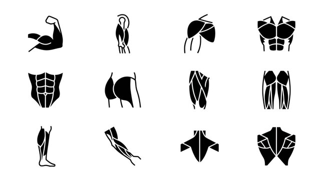 Muscle anatomy icon set for fitness and bodybuilding