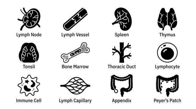 Lymphatic system organ and immune cell icon set