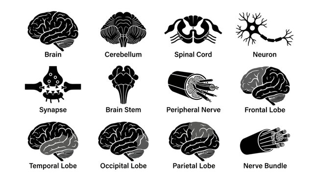 Human brain parts and nervous system anatomy diagram icons