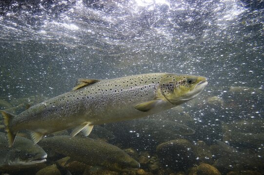 Swimming salmon (Salmo salar) under water, Laerdalsoyri, Norway