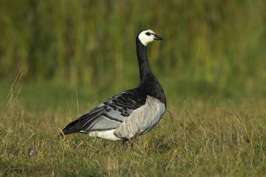 Barnacle Goose (Branta leucopsis) in meadow, Ramsvik, Sweden