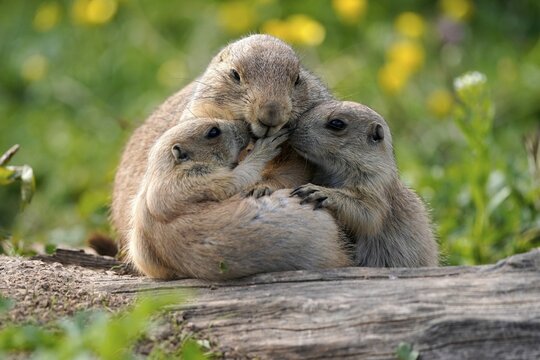 Black-tailed Prairie Dog (Cynomys ludovicianus) young with adult at burrow, Germany