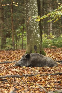 Wild boar (Sus scrofa) Boar lying attentively in colourful autumn leaves, Allg&auml;u, Bavaria, Germany
