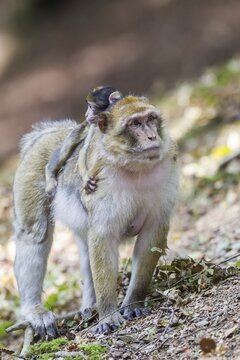 Barbary Macaque (Macaca sylvanus) adult female with young, 12 weeks, native to Morocco, captive, Rhineland-Palatinate, Germany