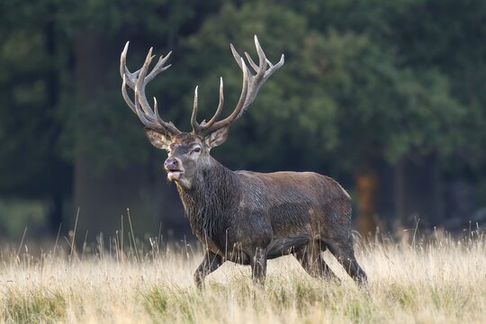 Red Deer (Cervus elaphus), stag, Copenhagen, Denmark
