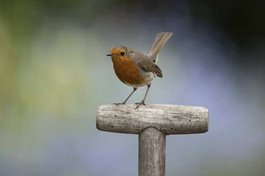 European robin (Erithacus rubecula) adult garden bird on a fork handle in spring, England, United Kingdom