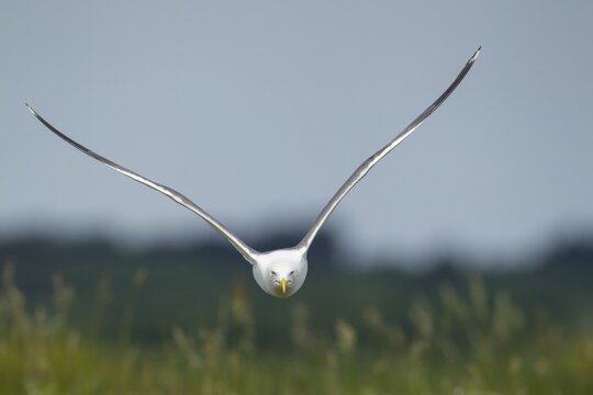 Lesser black-backed gull (Larus fuscus) adult seagull bird aggresive pose in flight, Suffolk, England, United Kingdom