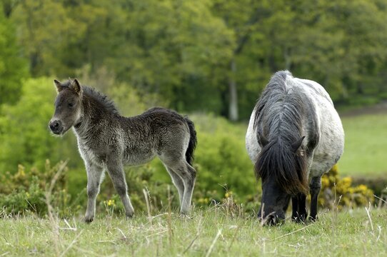 Shetland Pony south west England