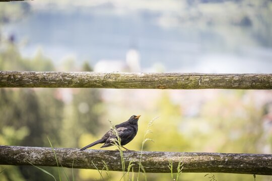 Blackbird (Turdus merula) on a fence, Schliersee, Upper Bavaria, Bavaria, Germany