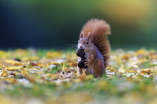 Free squirrel keeping a nut from a soft color gradient, squirrel (Sciurus vulgaris), wildlife, Germany