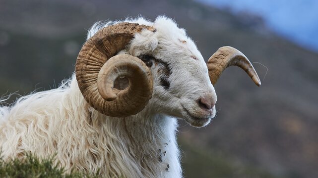 Side view of a sheep with large, spiral horns in a natural environment, Kallikratis, Kallikratis Gorge, Sfakia, West Crete, Crete, Greek Islands, Greece