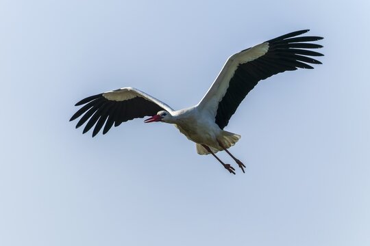 Stork in flight high in the sky with broad wings in natural environment, white stork (Ciconia ciconia), wildlife, Germany