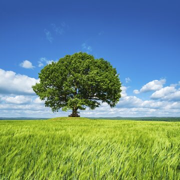 Large solitary oak in green field, blue sky with clouds, Friedenseiche near Hombressen, Reinhardswald, Hesse, Germany