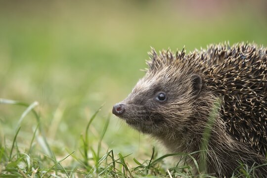 European hedgehog (Erinaceus europaeus) adult animal walking on a garden lawn, Suffolk, England, United Kingdom