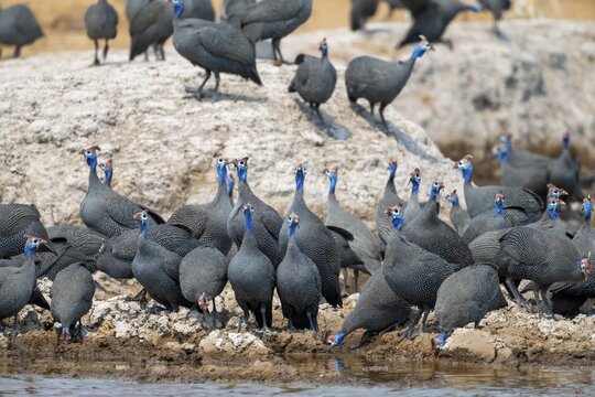Helmeted guinea fowl (Numida meleagris), flock at the waterhole, Nxai Pan National Park, Botswana