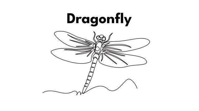 Dragonfly. Insect concept. Single line draw design. Full length animation illustration. High quality 4k footage