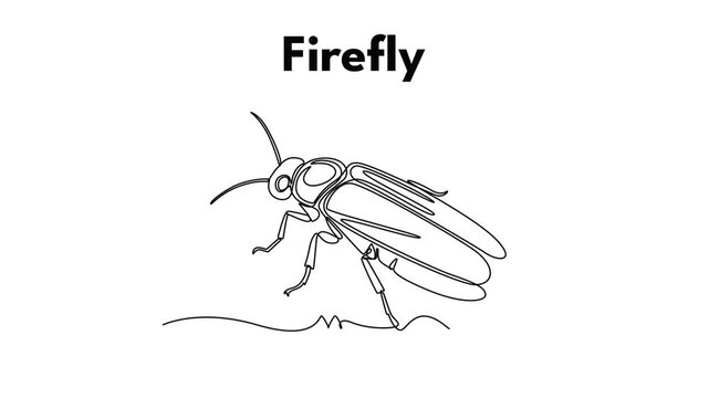 Firefly. Insect concept. Single line draw design. Full length animation illustration. High quality 4k footage