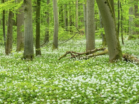 Wild garlic blossom (Allium ursinum) in the beech forest, Hainich National Park, Bad Langensalza, Thuringia, Germany
