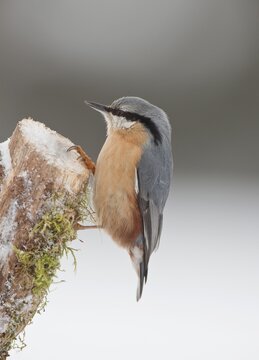 Nuthatch (Sitta europaea)