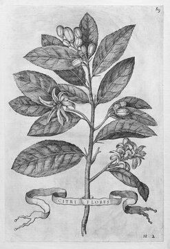 Citri Flores, flowering lemon tree, citrus fruit, copperplate engraving from Giovanni Baptista Ferrari Hesperides, Sive, de Malorum Aureorum Cultura et Usu Libri Quatuor, Rome, 1646