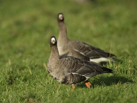 Greater white-fronted geese (Anser albifrons), Bislicher Insel, Xanten, North Rhine-Westfahen, Germany