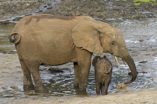African forest elephants (Loxodonta cyclotis) in the Dzanga Bai forest clearing, Dzanga-Ndoki National Park, Unesco World Heritage Site, Dzanga-Sangha Complex of Protected Areas (DSPAC), Sangha-Mba&eacute;r&eacute; Prefecture, Central African Republic