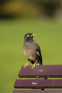Common myna (Acridotheres tristis) adult bird sitting on a park bench, Melbourne, Victoria, Australia
