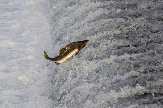 Humpback salmon (Oncorhynchus gorbuscha) jumping over a waterfall, Prince William Sound