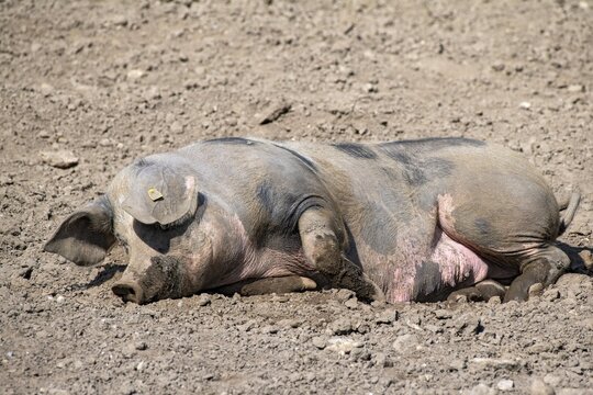 Duroc pig, old domestic breed from the USA, Eggen-Hof, Vomp, Tyrol, Austria