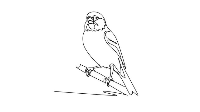 Canary.Birds concept. Single line draw design. Full length animation illustration. High quality 4k footage