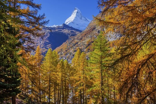 Autumn view of the Matterhorn 4478m and golden yellow larches, Zermatt, Mattertal, Valais, Switzerland