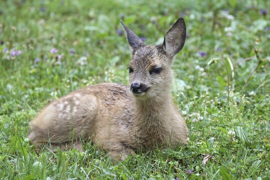 European roe deer (Capreolus capreolus) ca.6 weeks old fawn lying in the grass during rain, Lower Austria, Austria