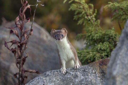 The stoat (Mustela erminea), also known as the great weasel, looks curiously at the photographer, hunting, attentive, sweet, cute, Norway
