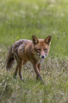 A red fox (Vulpes vulpes) on the hunt for mice and other small animals, hunting, luring, June, Denmark