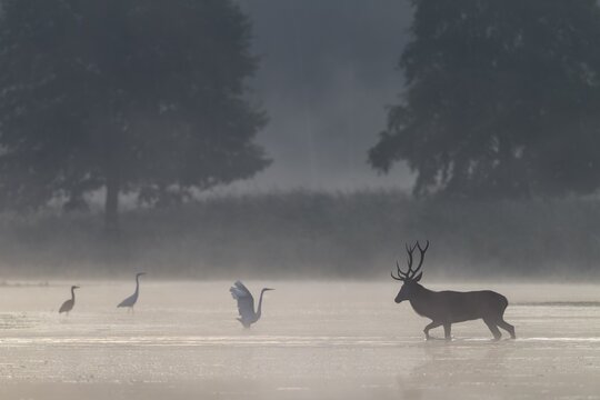 On its way through the water, the red deer (Cervus elaphus) encounters a group of hunting great egrets (Ardea alba), encounter, morning mist, mystical, rutting season, rutting stags, September, Germany