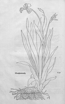 Yellow iris (Iris pseudacorus), woodcut by Leonhart Fuchs, from New Kre&uuml;terbuch, neues Kr&auml;uterbuch, Michael Isingrin, Basel, Switzerland, 1543
