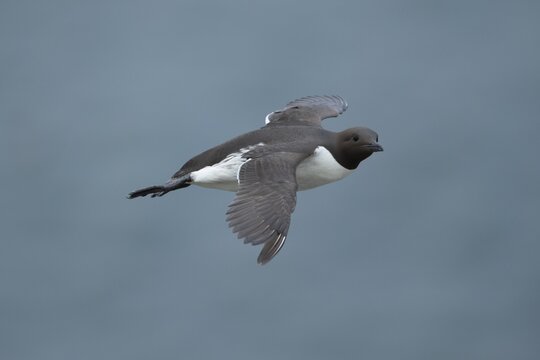 Guillemot (Uria aalge) adult seabird bird flying in summer, RSPB Bempton cliffs nature reserve, Yorkshire, England, United Kingdom