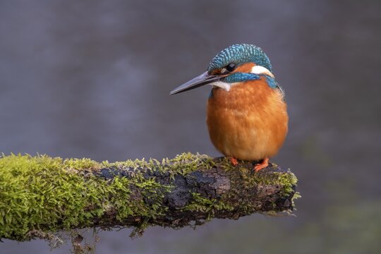 Common kingfisher (Alcedo atthis) on its perch, Tyrol, Austria