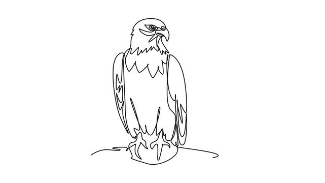 Eagle.Birds concept. Single line draw design. Full length animation illustration. High quality 4k footage