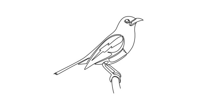 Magpie Robin.Birds concept. Single line draw design. Full length animation illustration. High quality 4k footage