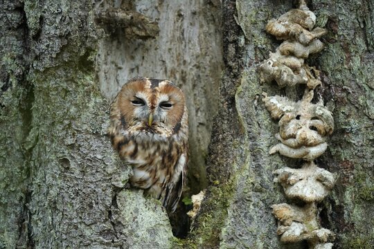 Tawny owl (Strix aluco), in a tree cavity, Czech Republic