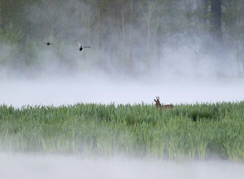 Roe deer (Capreolus capreolus), roe buck in winter coat, winter cover standing in a wet meadow, in a wetland biotope at a lake, morning mist, fog, wildlife, Lower Saxony, Germany