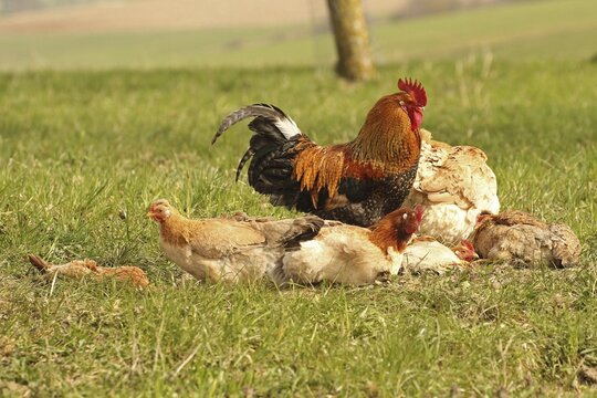 Domestic chicken (Gallus gallus domesticus) organic farming, free-range chickens and rooster sandbathing in the meadow, Lower Austria, Austria, Lower Austria, Austria