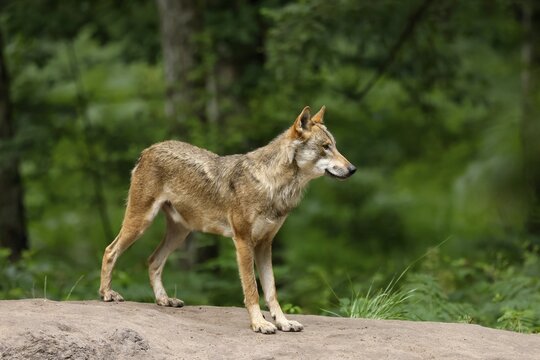 European gray wolf (Canis lupus), adult standing on a hill, captive