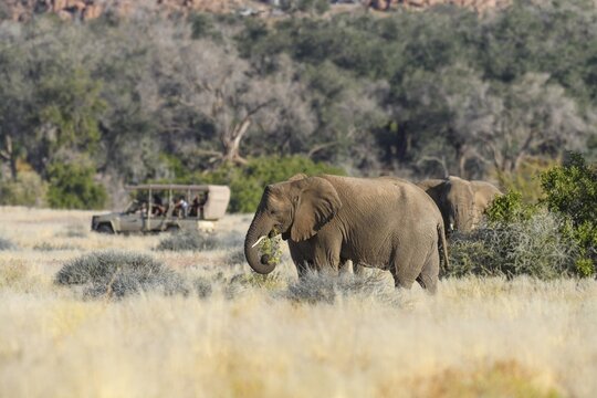 Tourists watching desert elephants (Loxodonta africana) in the Ugab dry river, Damaraland, Kunene region, Namibia